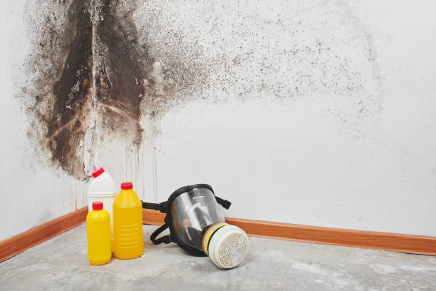 Best Emergency Mold Removal  in Lower Lake, CA