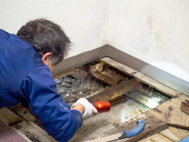 Best Local Mold Removal Service  in Lower Lake, CA