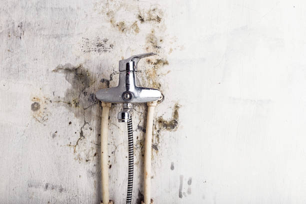 Best Local Mold Removal Service  in Lower Lake, CA
