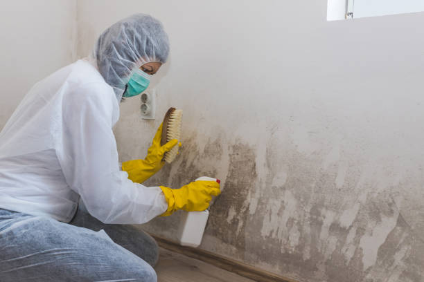 Best Mold Remediation  in Lower Lake, CA