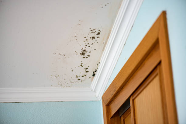 Attic Mold Removal in Lower Lake, CA