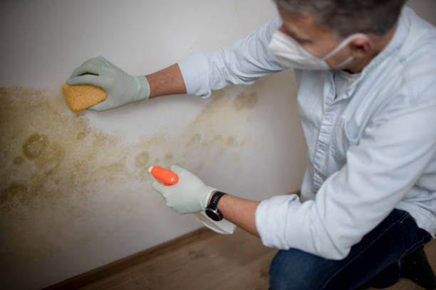 Best Fast Mold Removal  in Lower Lake, CA