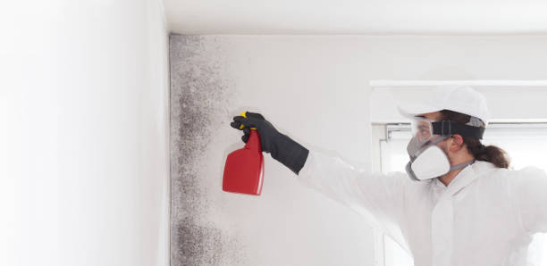 Best Black Mold Removal  in Lower Lake, CA