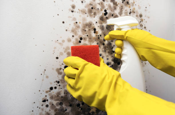 Best Certified Mold Removal  in Lower Lake, CA