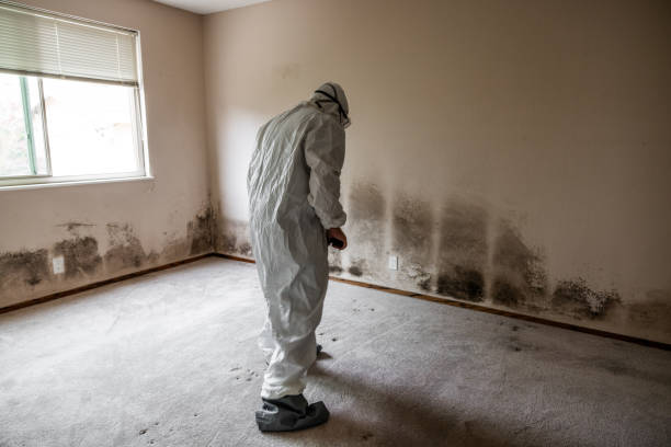 Best Mold Damage Repair  in Lower Lake, CA