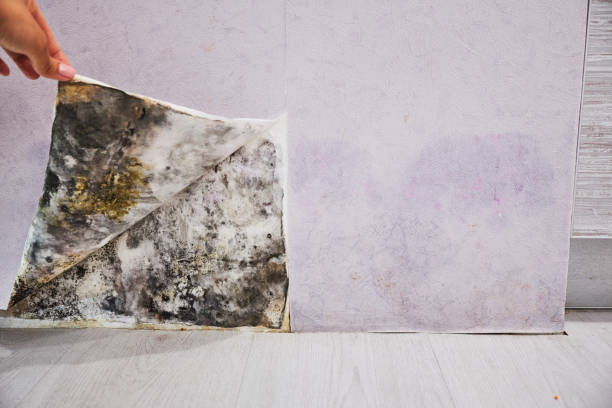 Best Home Mold Removal  in Lower Lake, CA